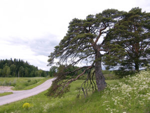 Põhjasõja-aegne mänd. Foto Tiit Kaljuste