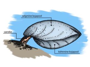 Substraadile kinnitunud käsijalgne. 