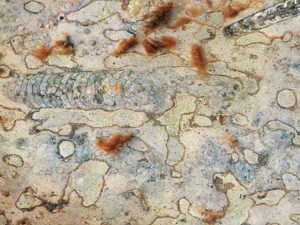 Peajalgsete kivistised Ordoviitsiumi ajastust. Foto: Tiit Kaljuste